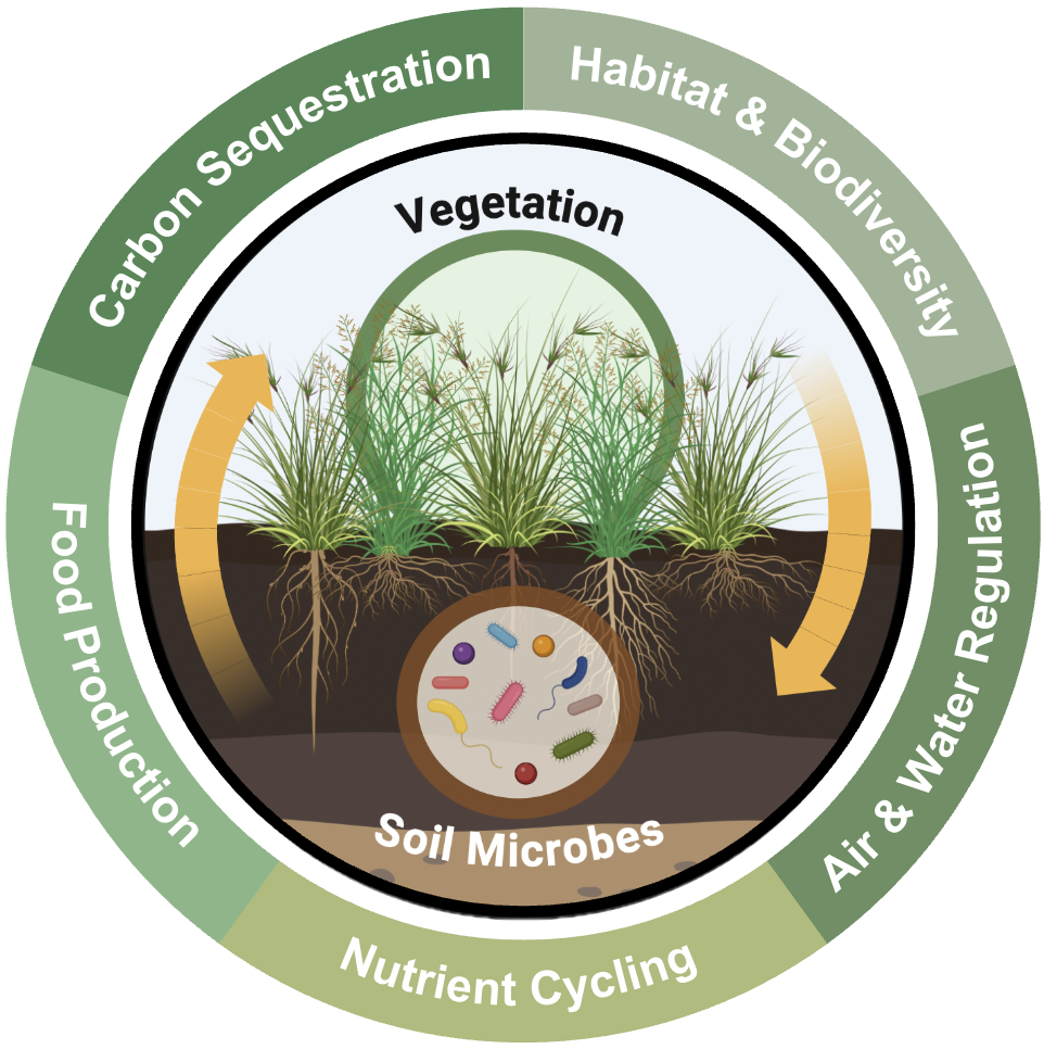 Conceptual figure of the above and belowground association and some ecosystem services they provide